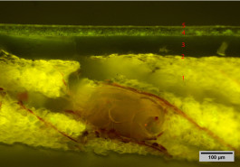 Giangrande Conservation & Restauration